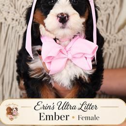 Ember - Tri-color female Bernedoodle puppy in Norcross, Georgia from Teddy Puppies