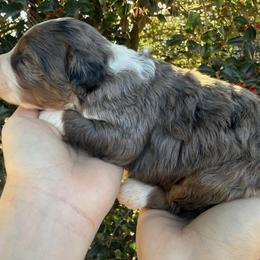 Girl 3 - Blue merle female Bernedoodle puppy in Ashland, Kentucky from Still Waters Farm