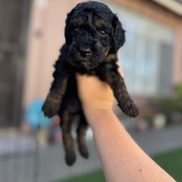 Ginger - Phantom female Poodle puppy in Grover Beach, California from Central Coast Poodle Paws