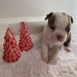 Molly AKC - Lilac female Boston Terrier puppy in Imperial, Missouri from Boston Kup Breeders