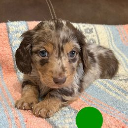 Chocolate and tan dapple - Dapple male Dachshund puppy in Greasy, Oklahoma from 4E Dachshunds