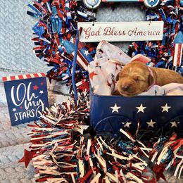 Girl 1 - female Golden Retriever puppy in Marquette County, Michigan from Aurora's Northern Goldens