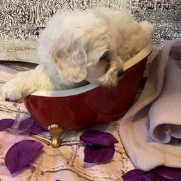 Cockapoo Puppies from Country J Canines