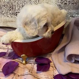 Cockapoo Puppies from Country J Canines