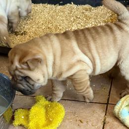 Girl 3 - Red fawn female Chinese Shar-Pei puppy in Fairfield, Texas from Majesty SharPei