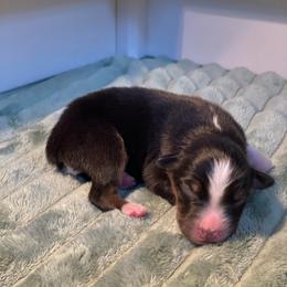Birch - Black tri-color male Australian Shepherd puppy in Salinas, California from AA Aussies