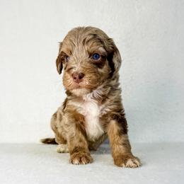 Dusty - Brown merle male Aussiedoodle puppy in Sharpsburg, Georgia from Steindoodles