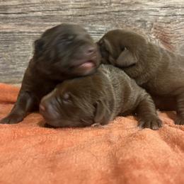 1st Pick of Chocolate Female Pups - Chocolate female Labrador Retriever puppy in Freeport, Illinois from Rock Hollow Retrievers