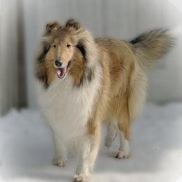 Collie puppies from Val Hi Collies