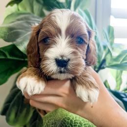 Cavapoo Puppies from Ruby's Cavapoos