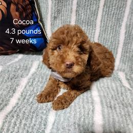 Grey collar Cocoo - Chocolate female Goldendoodle puppy in Fairmount, Indiana from Capens' Doodles,Poodles and Poo's