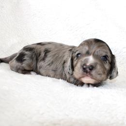 Diesel  (PET ONLY) - Dapple male Dachshund puppy in Fairfax, Iowa from Grayson’s Lovable Dachshunds