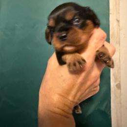 Boy 1 - Black and tan male Cavalier King Charles Spaniel puppy in Jacksonville, Florida from Lori Van Doorn's Cavalier King Charles Spaniel