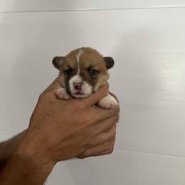 Giggles - Red female Pembroke Welsh Corgi puppy in Morgantown, Pennsylvania from GoldStar Corgis (License Number 18519)