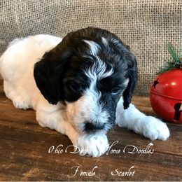 Goldendoodle Puppies from Ohio Down Home Doodles