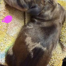 Dachshund Puppies from Witchy Woman’s Wiener’s