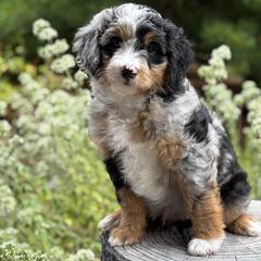 Australian Mountain Doodles and Bernedoodles from Blue Skye Doodles