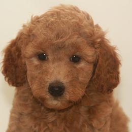 Australian Shepherd, Goldendoodle, and Poodle Puppies from 5AFarms