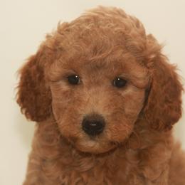 Australian Shepherd, Goldendoodle, and Poodle Puppies from 5AFarms