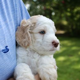Sven - Apricot male Labradoodle puppy in Dothan, Alabama from Circle City Labradoodles