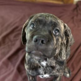Teddy - Black brindle male Cane Corso puppy in Dunnellon, Florida from High Royal Kennel