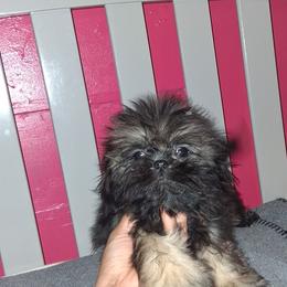 Boy 3 - Black male Shih Tzu puppy in Birmingham, Alabama from K&D kennels
