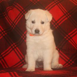 Quartz -Orange - White female German Shepherd puppy in Grimes County, Texas from Double H German Shepherds