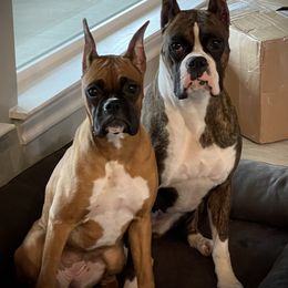 Boxer All Grown Up from Chilham Boxers