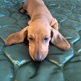 Dachshund All Grown Up from Hotdawgz standard AKC dachshunds