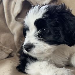 Aussiedoodle Puppies from Paisleys Doodles AK