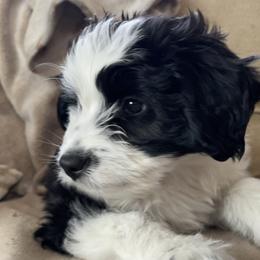 Aussiedoodle Puppies from Paisleys Doodles AK