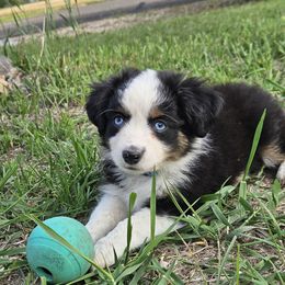 Toy Australian Shepherd Puppies from Badland's Toy Aussies