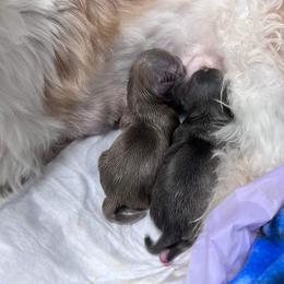 Shih Tzu Puppies from P&B Tzu Tribe