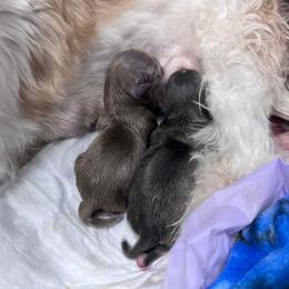 Shih Tzu Puppies from P&B Tzu Tribe