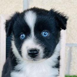 Miniature Australian Shepherds from Standing S Mini Aussies & Mini Ranch Dachshunds