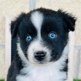 Miniature Australian Shepherds from Standing S Mini Aussies & Mini Ranch Dachshunds