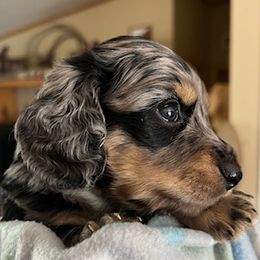 Black and Tan SIlver Dapple - Dapple male Dachshund puppy in Delta, Colorado from Rose's Dachshunds