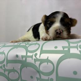 Noel - Parti male Yorkshire Terrier puppy in Illinois from Pretty Little Yorkies