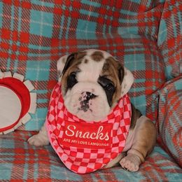 Bulldog Puppies from Illinois Bullies Kennel