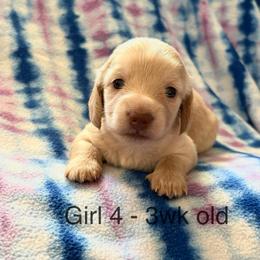 Girl 4 AKC 3995 - Cream female Dachshund puppy in Ocala, Florida from Island Farms Mimi’s Dachshunds Florida