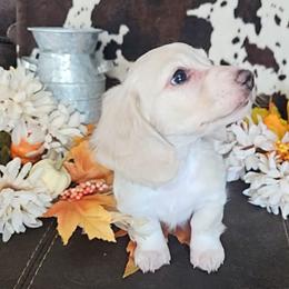 Dachshund Puppies from Buckwild Doxies