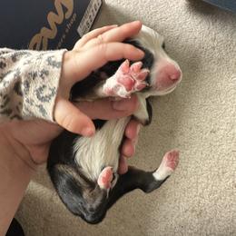 Border Collie Puppies from Athena’s Collies