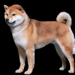 Kami - Shiba Inu