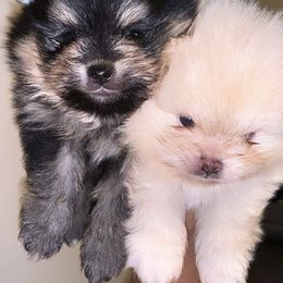 Aussiedoodles and Pomeranians from Designer_dogs_for_all