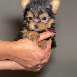 Teddy - Black and gold male Yorkshire Terrier puppy in San Diego, California from BC Breeders Association