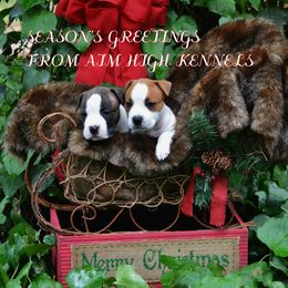 American Staffordshire Terrier Puppies from Aim High Kennels