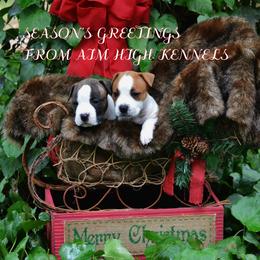 American Staffordshire Terrier Puppies from Aim High Kennels