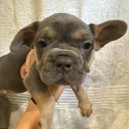 Olive - Blue female French Bulldog puppy in Springfield, Missouri from Taylor