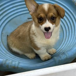 Boy 4 - Red male Pembroke Welsh Corgi puppy in Moulton, Alabama from Reed's Pembroke Corgi Welsh