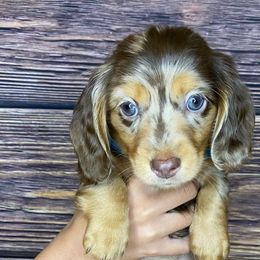Comet - Chocolate and tan Dachshund puppy in Merced, California from The Graceful Dachshund Kennel